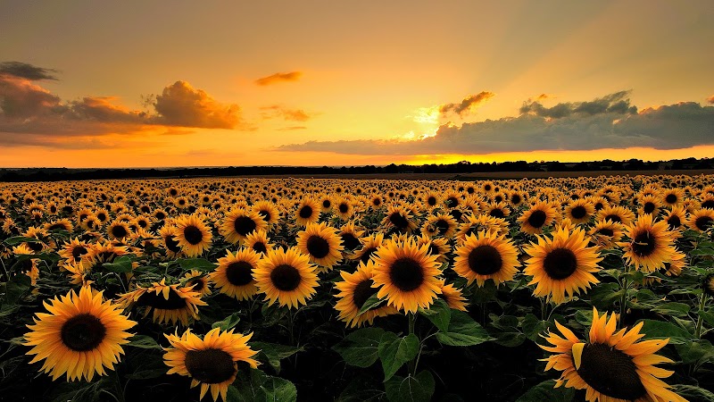 Swaim Funeral Chapel - Sublette funeral home in Sublette, KS