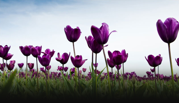 Cremation Society of Waukesha funeral home in Brookfield, WI