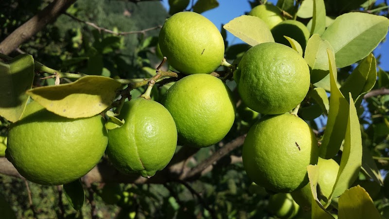 Cali Home Funeral Services funeral home in San Diego, CA