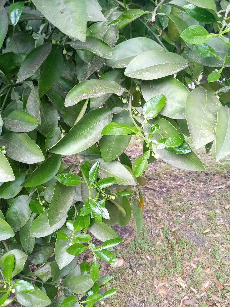 Harrington Funeral Home funeral home in Valdosta, GA