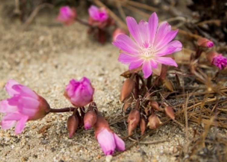 Hamilton Funeral & Cremation funeral home in Hamilton, MT